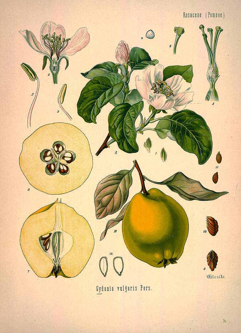 Illustration Cydonia oblonga, Par Köhler F.E. (Medizinal Pflanzen, vol. 1: t. 34, 1887), via plantillustrations 