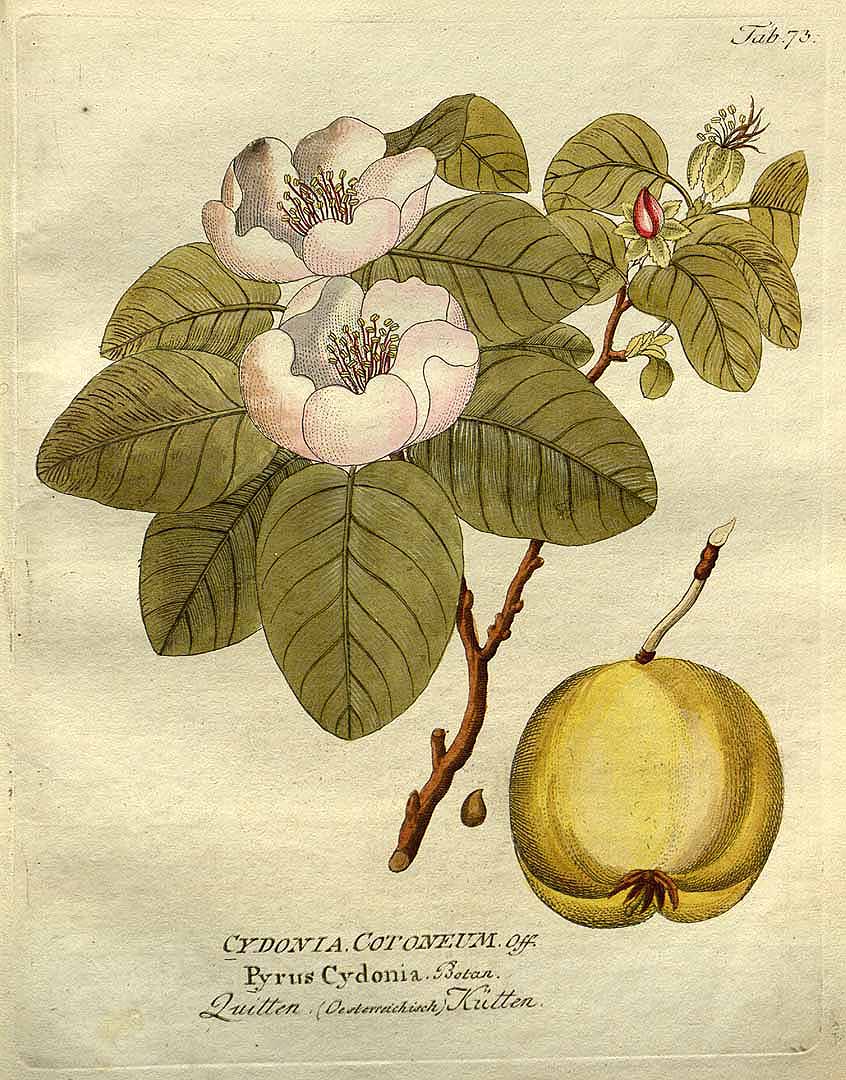 Illustration Cydonia oblonga, Par Vietz F.B. (Icones plantarum medico-oeconomico-technologicarum, vol. 1: t. 73, 1800), via plantillustrations 