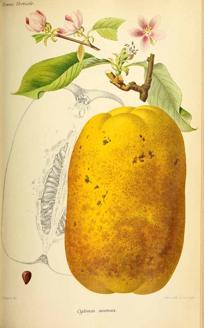 Illustration Pseudocydonia sinensis, Par Revue horticole, sér. 4 (1852-1974) Rev. Hort. (Paris), ser. 4 vol. 61 (1889), via plantillustrations 