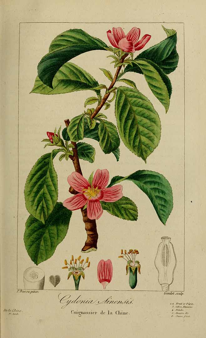 Illustration Pseudocydonia sinensis, Par Delaunay, M., Loiseleur-Deslongchamps, J.L.A., Herbier général de l?amateur (1814-1827) Herb. Gén. Amat. vol. 2 (1817), via plantillustrations 