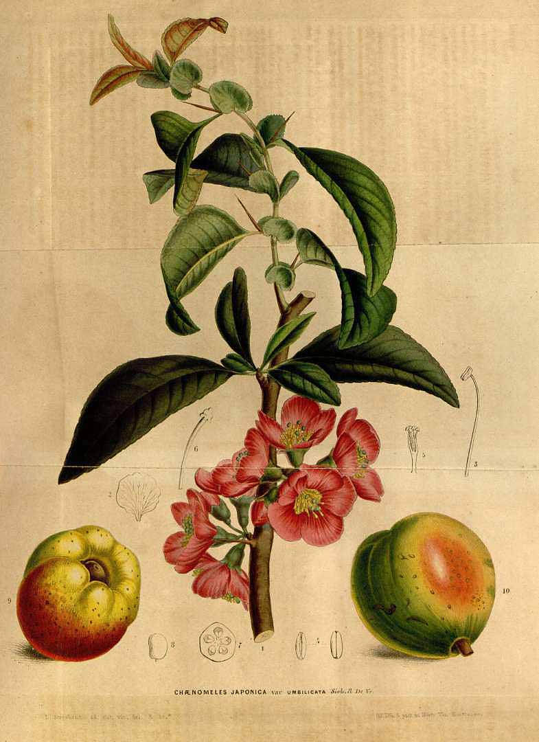 Illustration Chaenomeles japonica, Par Houtte L. van (Flore des serres et des jardin de l´Europe, vol. 5: p. 510, 1849) [L. Stroobant], via plantillustrations 