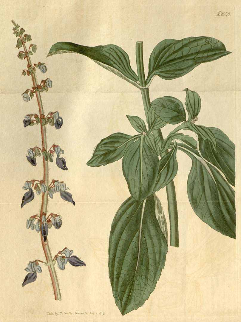 Illustration Coleus forskohlii, Par Curtis´s Botanical Magazine (vol. 46: t. 2036, 1819), via plantillustrations 