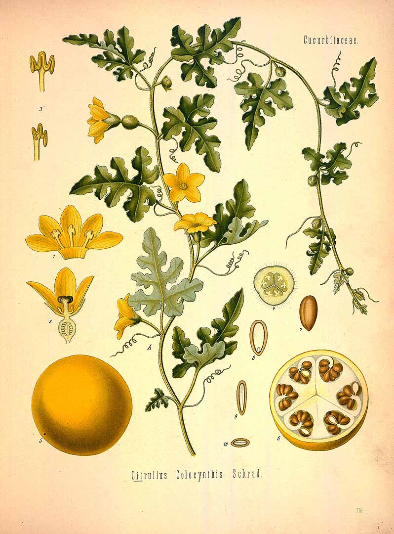 Illustration Citrullus colocynthis, Par Ko&amp;amp;amp;#776;hler, F.E., Ko&amp;amp;amp;#776;hler?s Medizinal Pflanzen (1883-1914) Med.-Pfl., via plantillustrations 