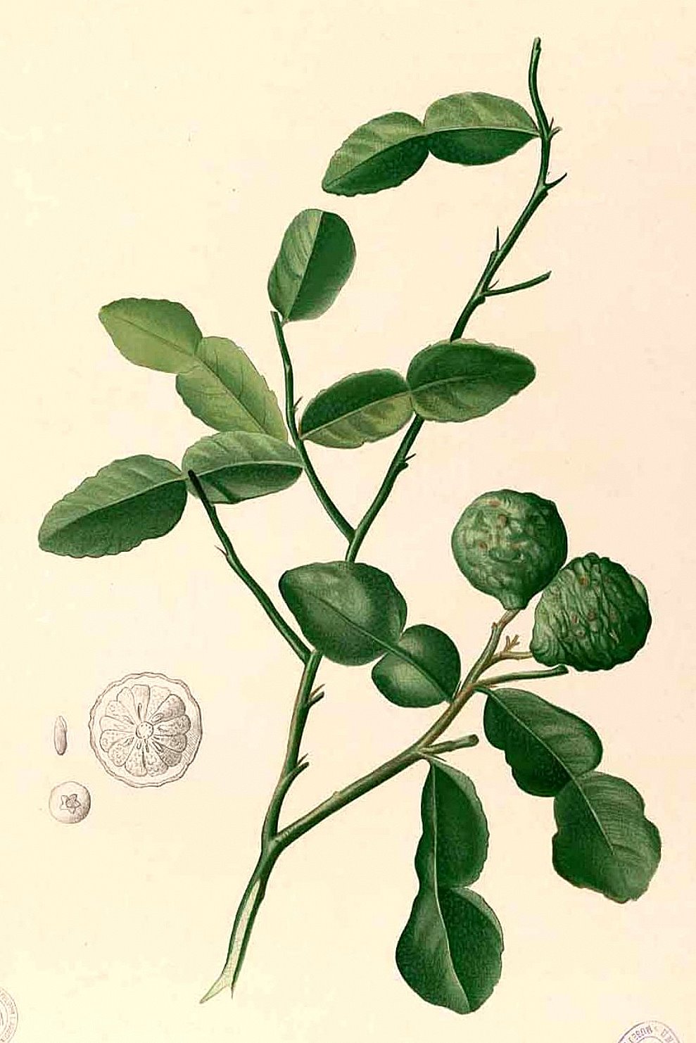 Illustration Citrus hystrix, Par Francisco Manuel Blanco (O.S.A.) (domaine public), via wikimedia 