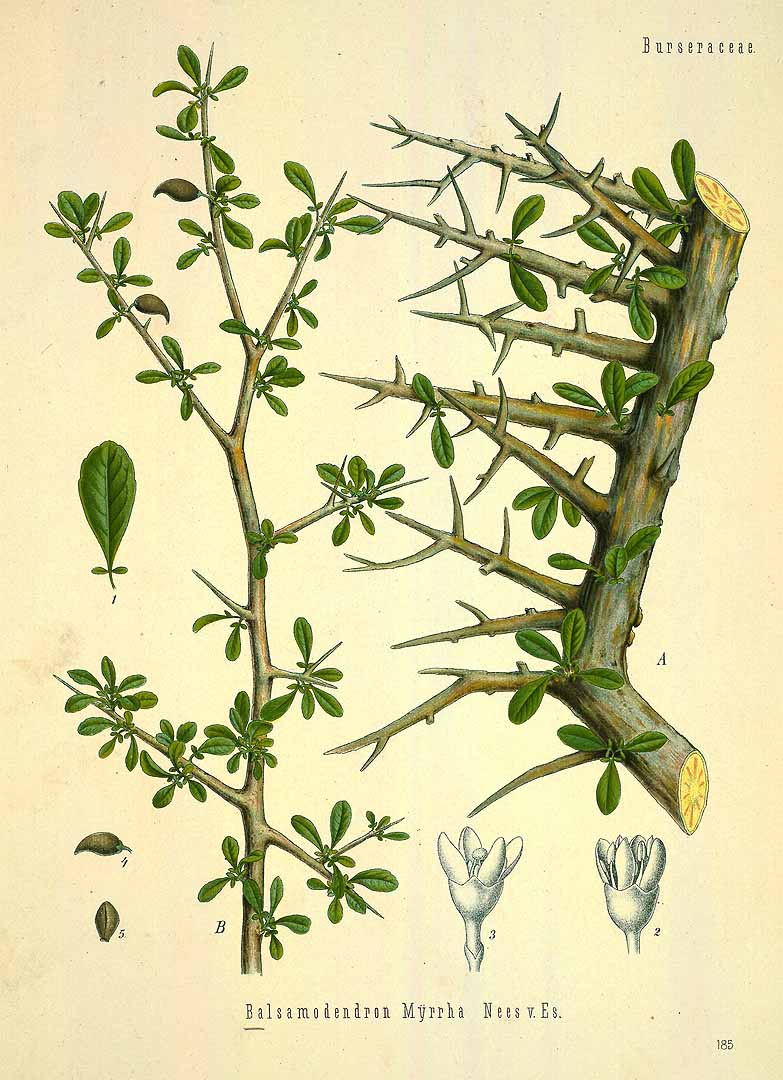 Illustration Commiphora myrrha, Par Ko&#776;hler, F.E., Ko&#776;hler?s Medizinal Pflanzen (1883-1914) Med.-Pfl. vol. 2 (1890), via plantillustrations 