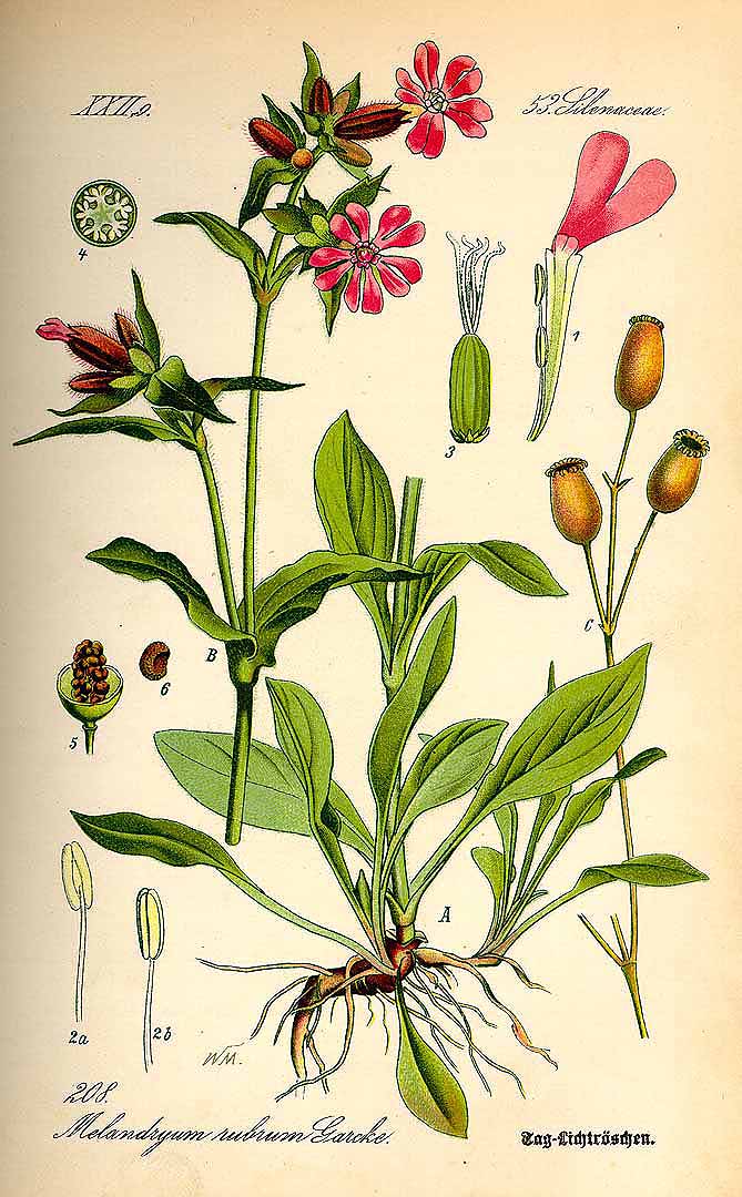 Illustration Silene dioica, Par Thomé, O.W., Flora von Deutschland Österreich und der Schweiz (1886-1889) Fl. Deutschl. vol. 2 (1885), via plantillustrations 