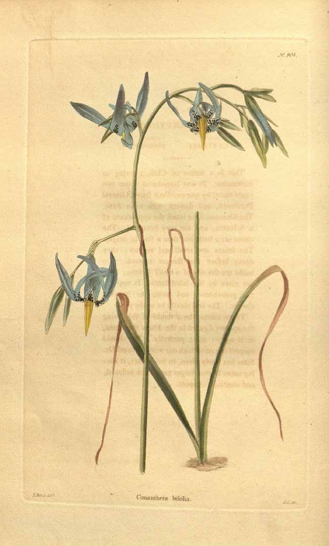 Illustration Conanthera bifolia, Par Loddiges, C.L., botanical cabinet [C. Loddiges] (1817-1833) Bot. Cab. vol. 10 (1824), via plantillustrations 