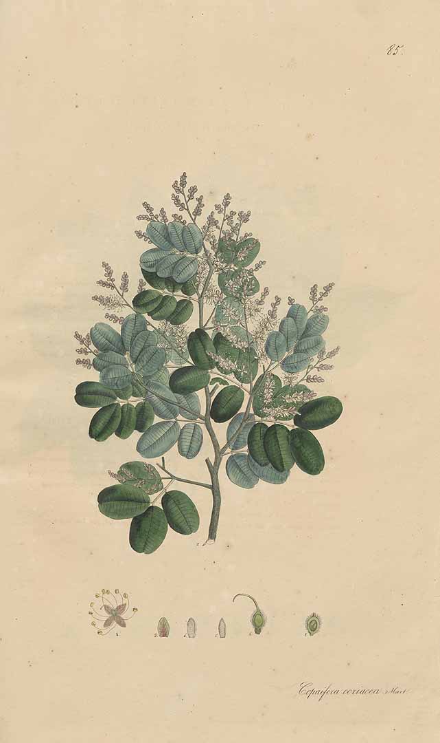 Illustration Copaifera coriacea, Par Nees von Esenbeck, T.F.L., Wijhe (Weyhe), M.F., Plantae medicinales, Supplement (1828-1833) Pl. Medicin., Suppl., via plantillustrations 