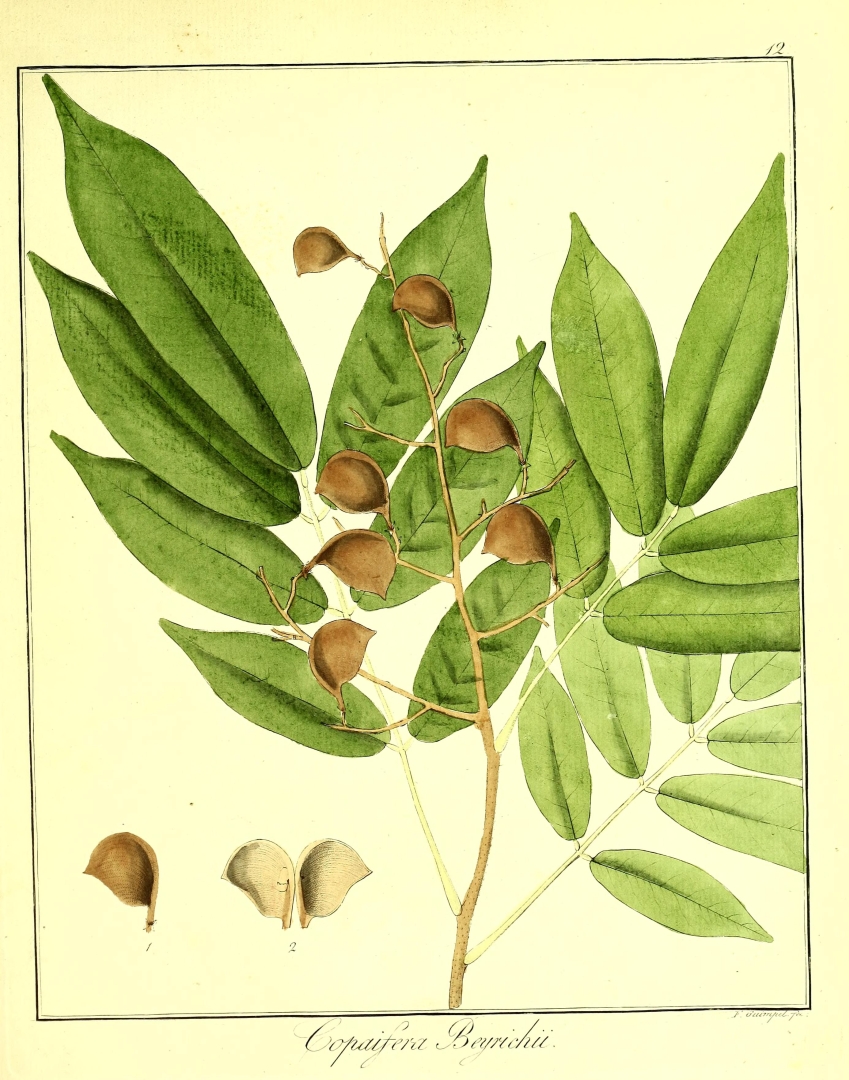 Illustration Copaifera guyanensis, Par Hayne, F.G., Getreue Darstellung und Beschreibung der in der Arzneykunde gebräuchlichen Gewächse (1805-1846) Getreue Darstell. Gew. vol. 10 (1827), via plantillustrations 