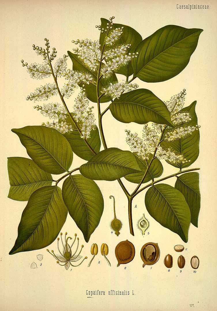 Illustration Copaifera officinalis, Par Ko&#776;hler, F.E., Ko&#776;hler?s Medizinal Pflanzen (1883-1914) Med.-Pfl. vol. 2 (1890), via plantillustrations 