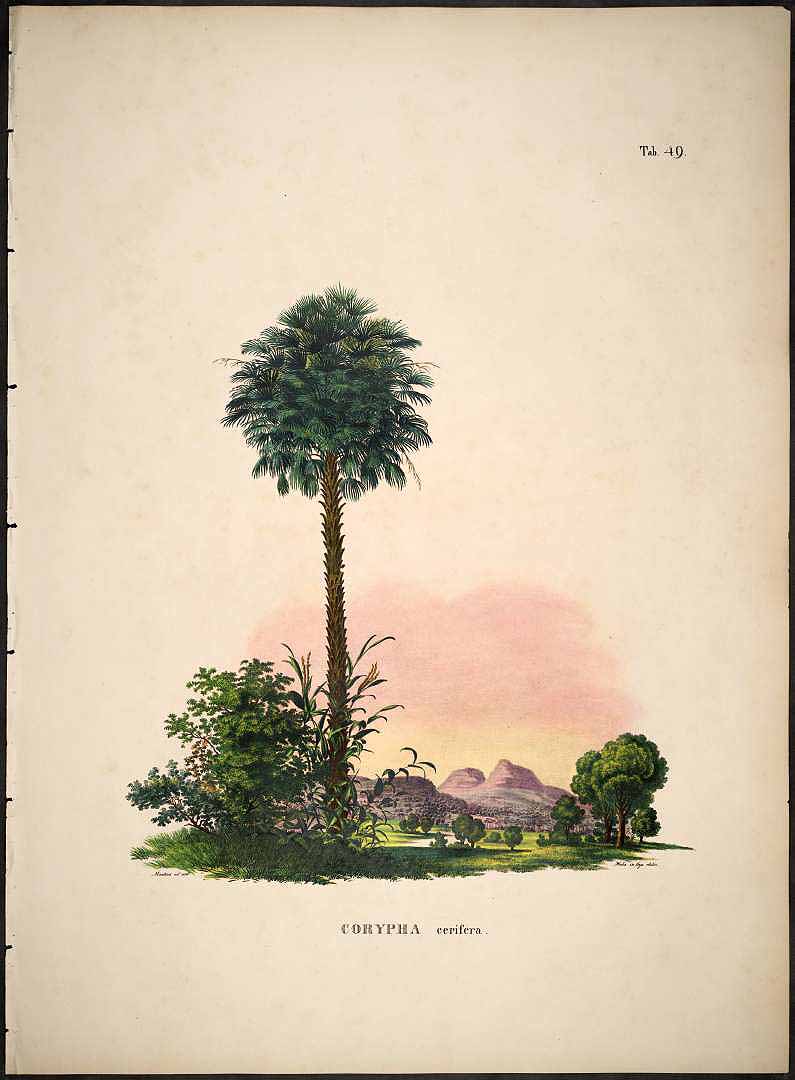 Illustration Copernicia prunifera, Par Martius, C.F.P. von, Historia Naturalis Palmarum (1823-1853) Hist. Nat. Palm. vol. 2 (1839), via plantillustrations 