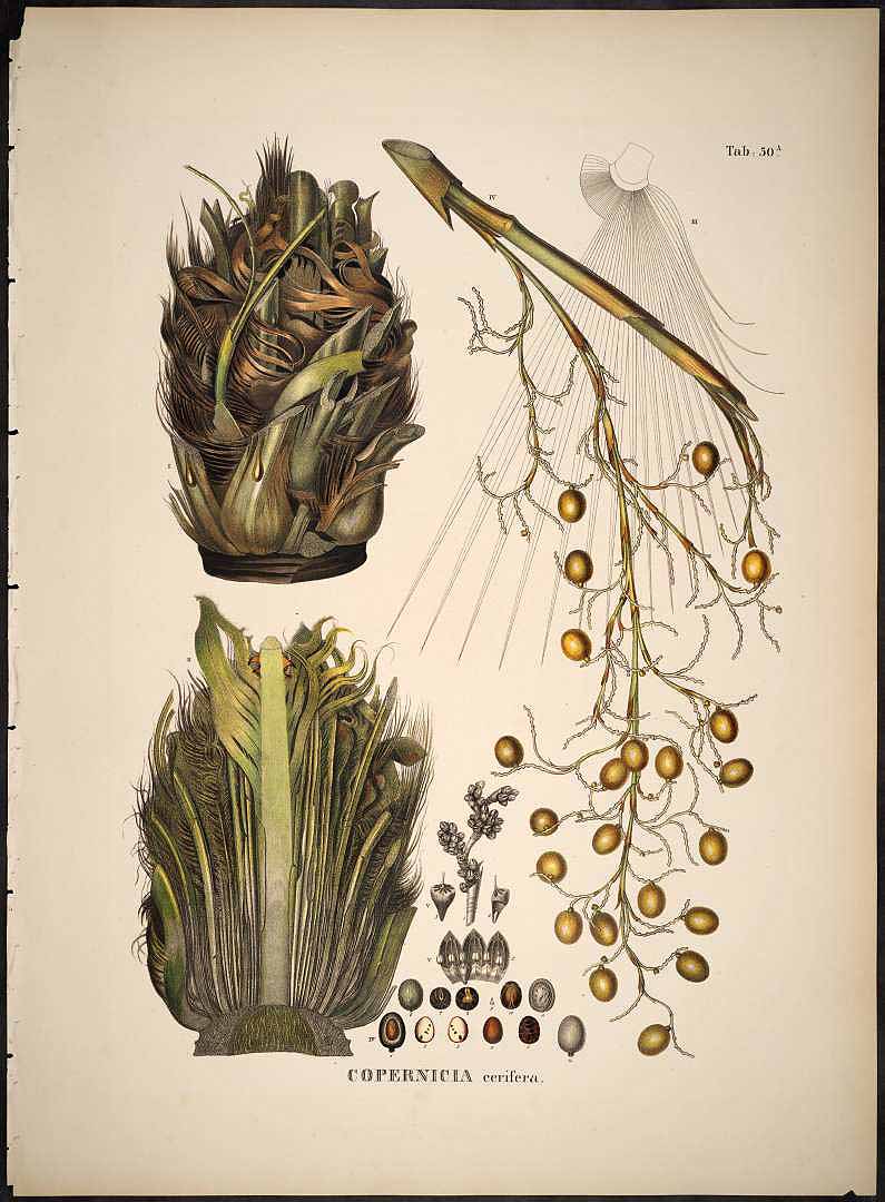 Illustration Copernicia prunifera, Par Martius, C.F.P. von, Historia Naturalis Palmarum (1823-1853) Hist. Nat. Palm. vol. 2 (1839), via plantillustrations 