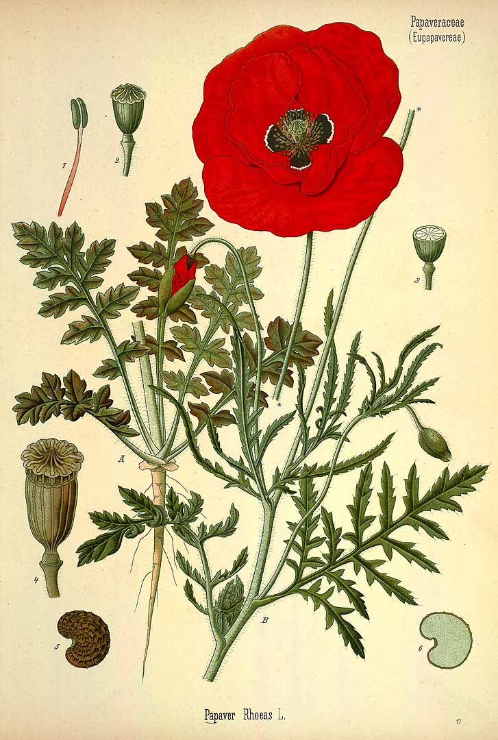 Illustration Papaver rhoeas, Par Ko&#776;hler, F.E., Ko&#776;hler?s Medizinal Pflanzen (1883-1914) Med.-Pfl. vol. 3 (1898), via plantillustrations 