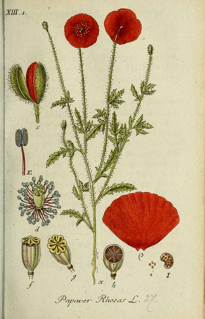 Illustration Papaver rhoeas, Par Sturm, J., Sturm, J.W., Deutschlands flora (1798-1855) Deutschl. Fl. vol. 5 (1804), via plantillustrations 