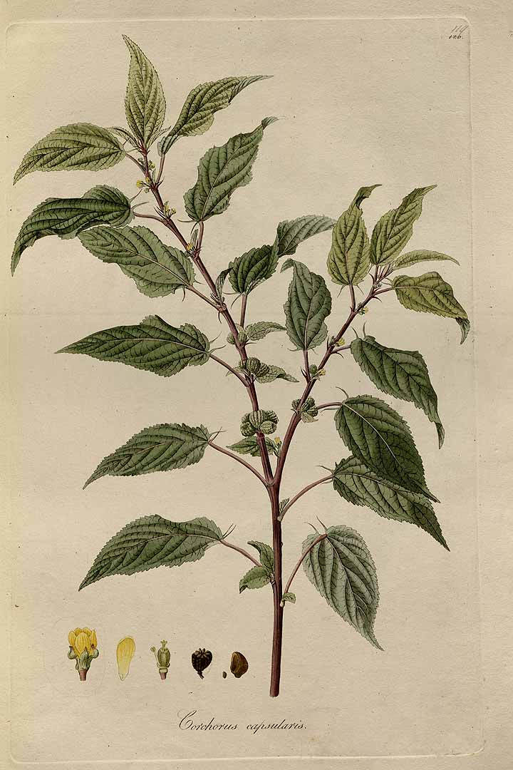 Illustration Corchorus capsularis, Par Jacquin, J.F. von, Eclogae plantarum rariorum (1811-1844) Ecl. Pl. Rar. vol. 2 (1844), via plantillustrations 