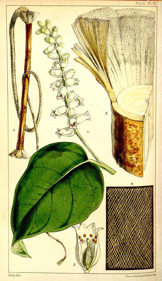 Illustration Corchorus capsularis, Par Hooker, W.J., Hooker?s journal of botany and Kew Garden miscellany (1849-1857) Hooker's J. Bot. Kew Gard. Misc. vol. 2 (1850), via plantillustrations 