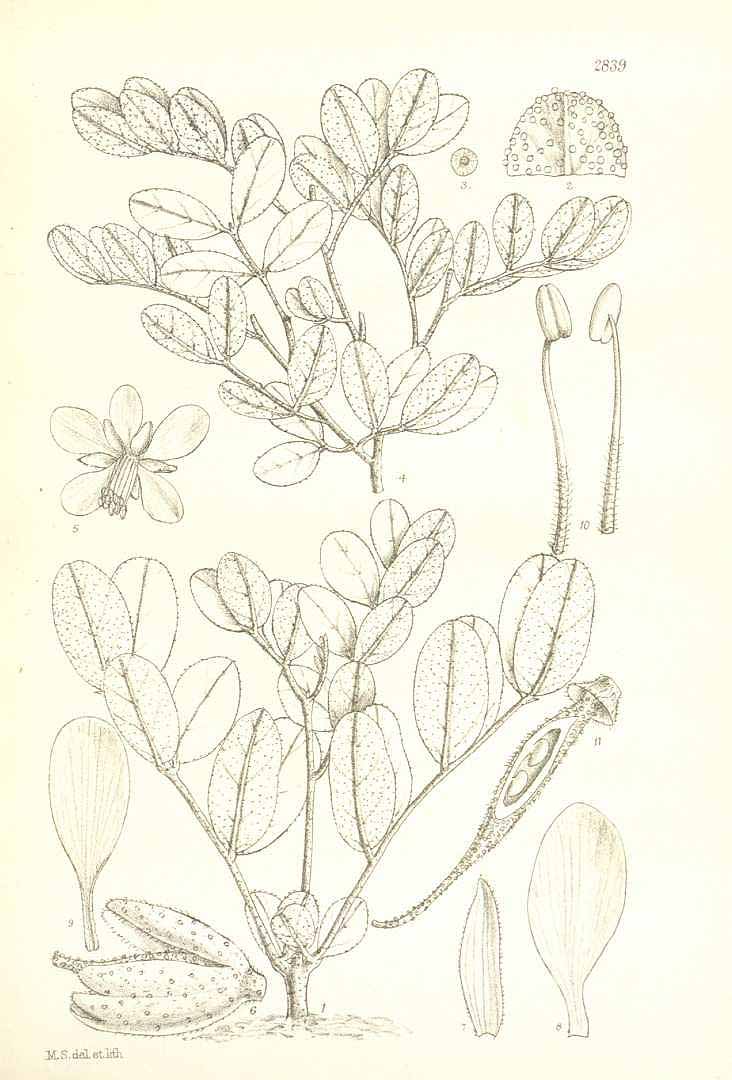 Illustration Cordeauxia edulis, Par Hooker, W.J., Hooker, J.D., Icones Plantarum [Hooker?s Icones plantarum] (1837-1922) Icon. Pl. vol. 29 (1909), via plantillustrations 
