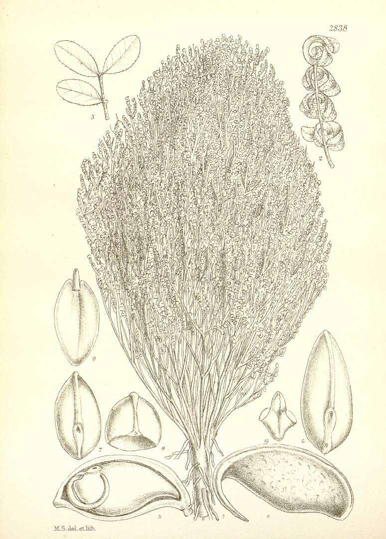 Illustration Cordeauxia edulis, Par Hooker, W.J., Hooker, J.D., Icones Plantarum [Hooker?s Icones plantarum] (1837-1922) Icon. Pl. vol. 29 (1909), via plantillustrations 