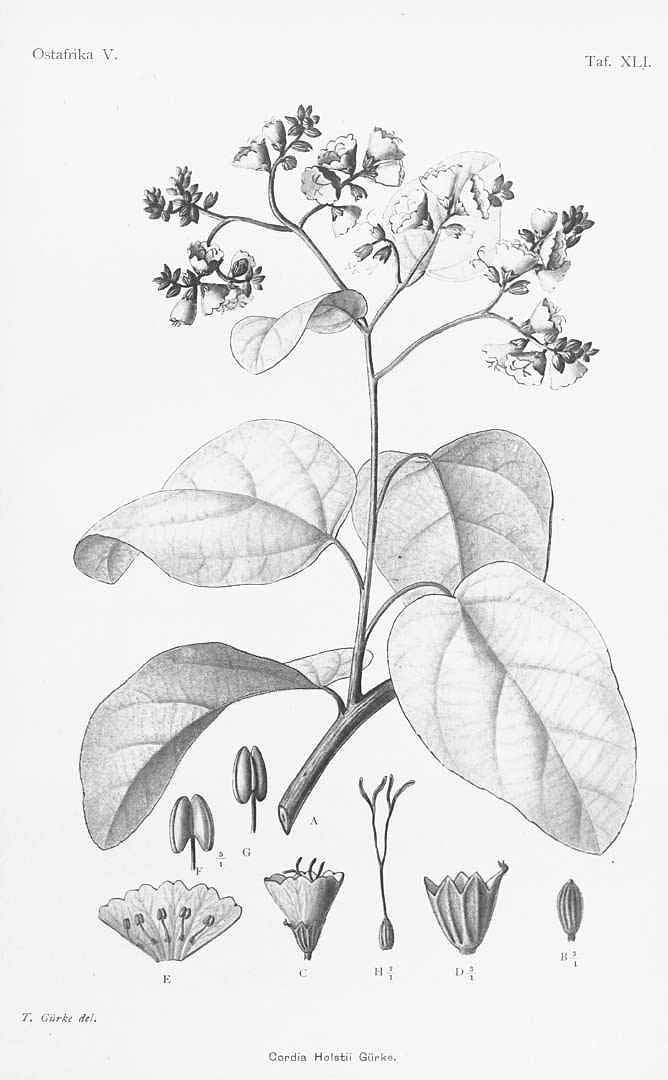 Illustration Cordia africana, Par Engler A. (Die Pflanzenwelt Ost-Afrikas und der Nachbargebiete, vol. 3: t. 41, 1895) [T. Guerke], via plantillustrations 