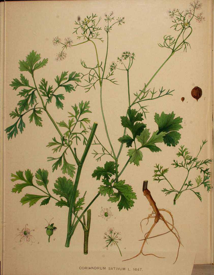 Illustration Coriandrum sativum, Par Kops et al. J. (Flora Batava, vol. 21: t. 1647, 1901), via plantillustrations 