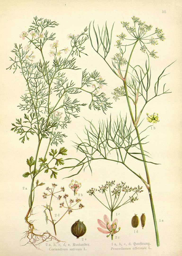 Illustration Coriandrum sativum, Par Losch F. (Kra?uterbuch, unsere Heilpflanzen in Wort und Bild, Zweite Auflage, t. 55, fig. 1, 1905), via plantillustrations 