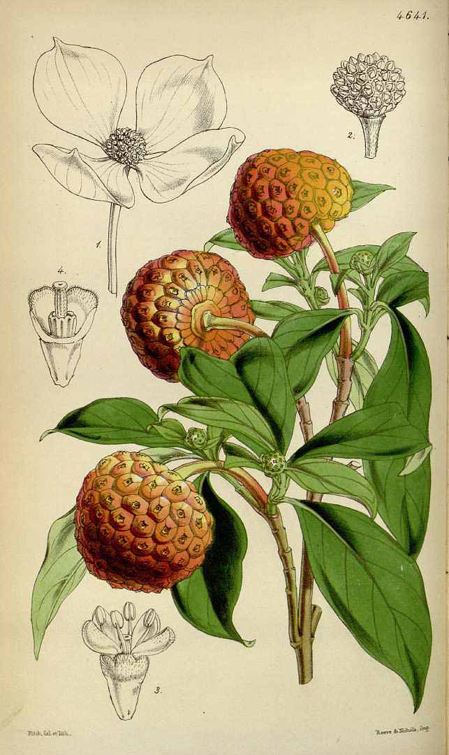 Illustration Cornus capitata, Par Curtis´s Botanical Magazine (vol. 78 [ser. 3, vol. 8]: t. 4641, 1852) [W.H. Fitch], via plantillustrations 