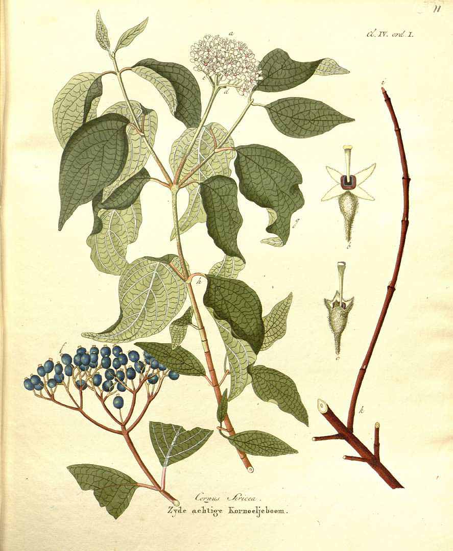 Illustration Cornus sericea, Par Krauss J.C. (Afbeeldingen der fraaiste, meest uitheemsche boomen en heesters, t. 11, 1840), via plantillustrations 