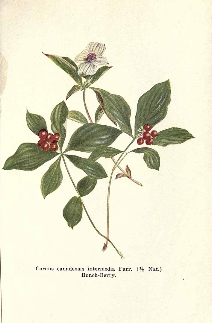 Illustration Cornus canadensis, Par Brown, S., Alpine flora of the Canadian Rocky Mountains (1907) Alpine Fl. Canad. Rocky Mts. p. 204 , via plantillustrations 