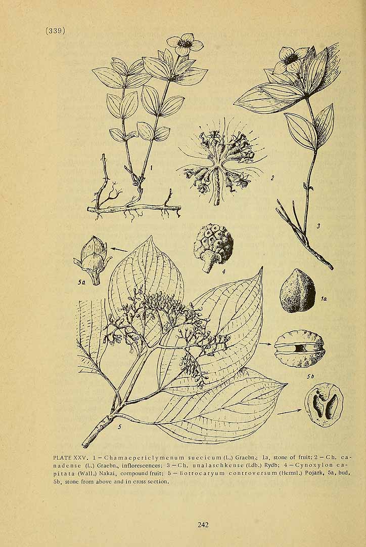 Illustration Cornus canadensis, Par Komarov (Komorov), V.L., Flora of the U.S.S.R. (1934-1964) Fl. URSS vol. 17 , via plantillustrations 