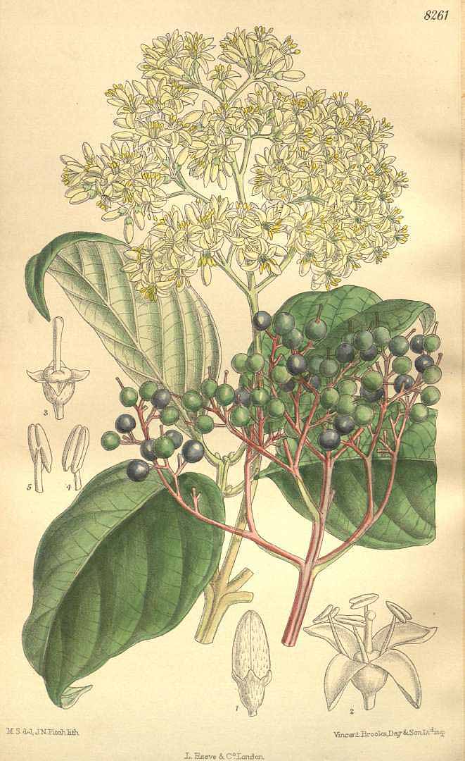 Illustration Cornus macrophylla, Par Curtis´s Botanical Magazine (vol. 135 [ser. 4, vol. 5]: t. 8261, 1909) [M. Smith], via plantillustrations 
