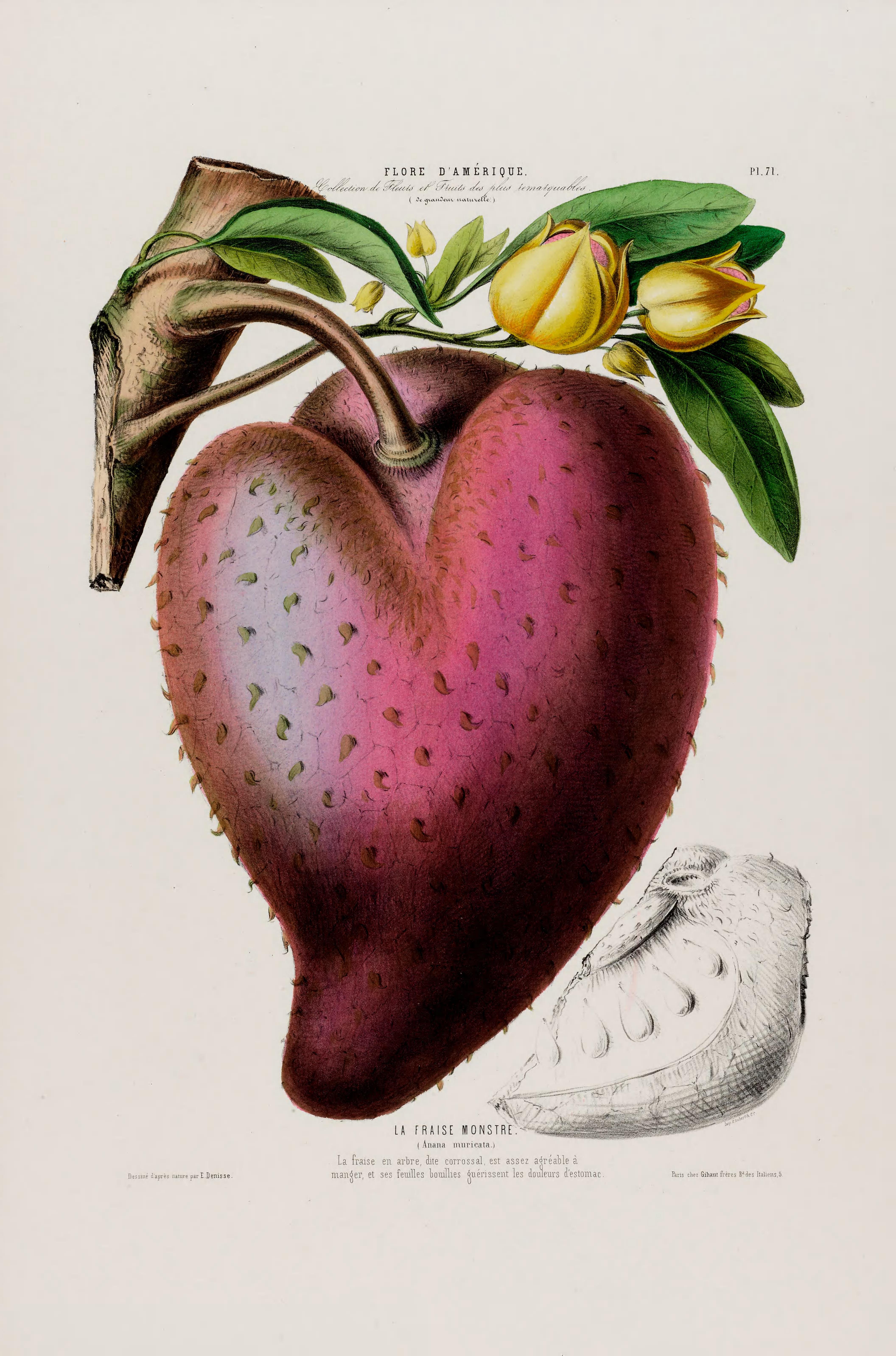 Illustration Annona muricata, Par Denisse, E., Flore d?Amérique (1843-1846) Fl. Amérique, via plantillustrations 
