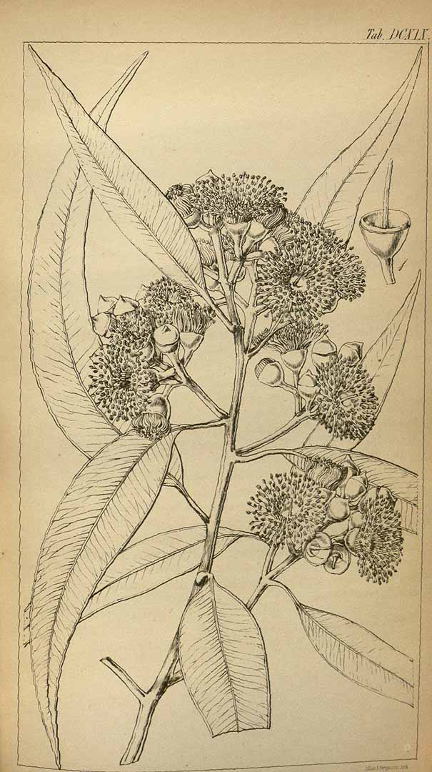 Illustration Corymbia maculata, Par Hooker´s Icones Plantarum (vol. 7: t. 619, 1844), via plantillustrations 