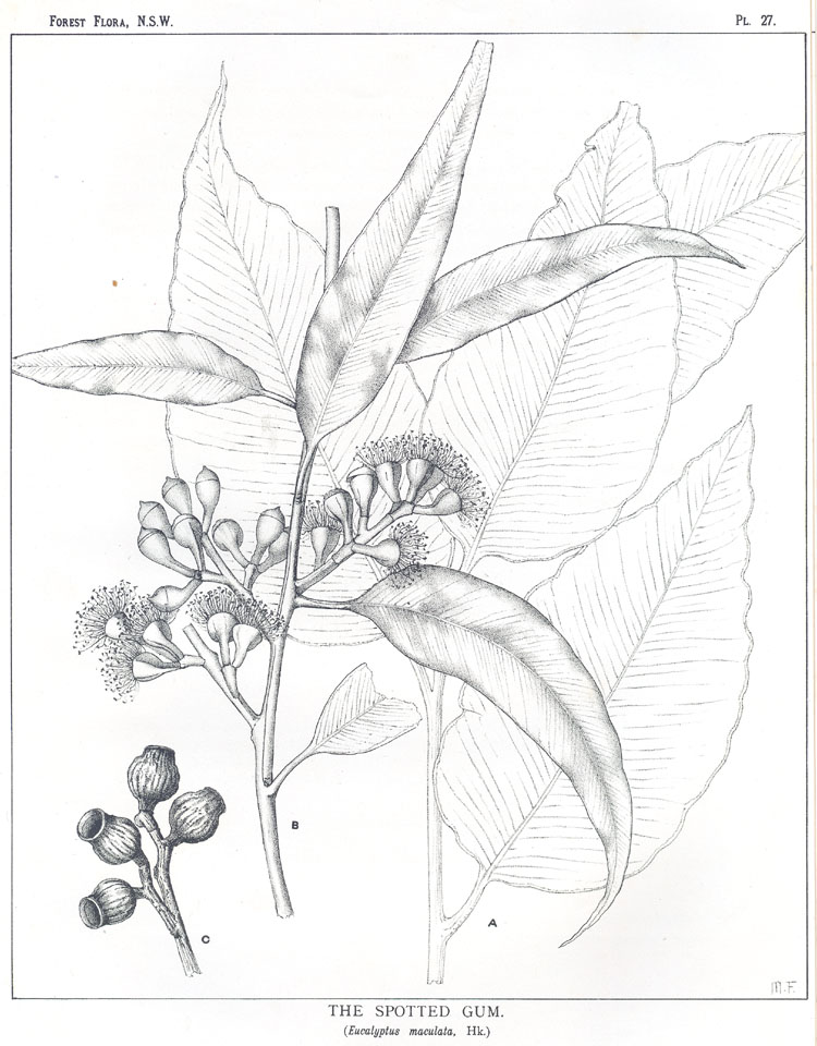Illustration Corymbia maculata, Par Maiden, J.H., Forest Flora of New South Wales (1904-1925) Forest Fl. N.S.W., via plantillustrations 