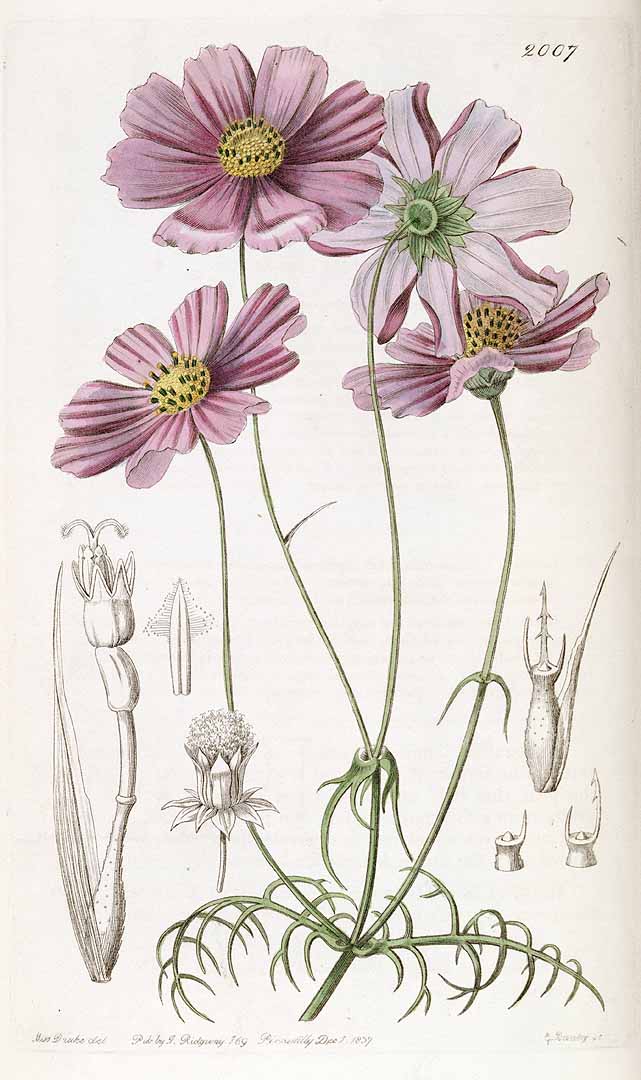 Illustration Cosmos bipinnatus, Par Edwards´s Botanical Register (vol. 23: t. 2007, 1837), via plantillustrations 