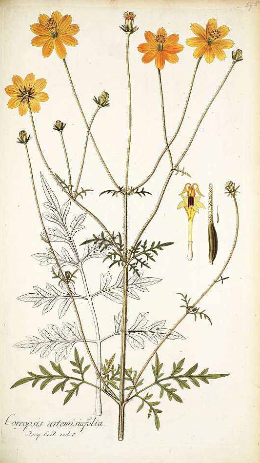 Illustration Cosmos sulphureus, Par Jacquin N.J. von (Icones plantarum rariorum, vol. 3: t. 595, 1786-1793), via plantillustrations 