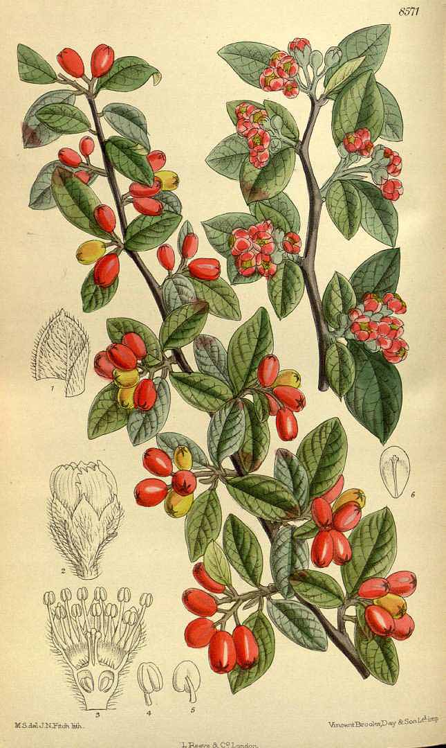 Illustration Cotoneaster franchetii, Par Curtis´s Botanical Magazine (vol. 140 [ser. 4, vol. 10]: t. 8571, 1914) [M. Smith], via plantillustrations 