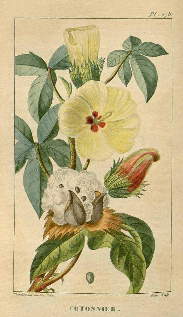 Illustration Gossypium arboreum, Par Descourtilz M.E. (Flore médicale des Antilles, vol. 4: t. 278, 1827) [J.T. Descourtilz], via plantillustrations 