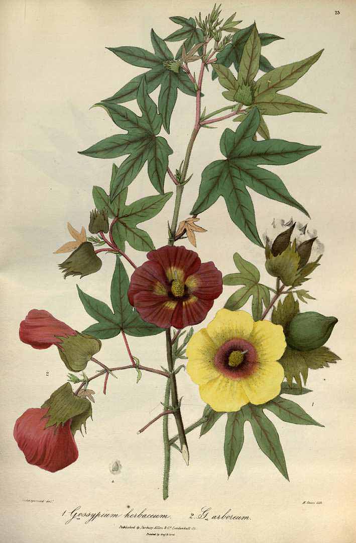 Illustration Gossypium arboreum, Par Royle J.F. (Illustrations of the botany and other branches of the natural history of the Himalayan Mountains and of the flora of Cashmere, Plates, vol. 2(Plates): t. 23, 1839) [Vishnupersaud], via plantillustrations 