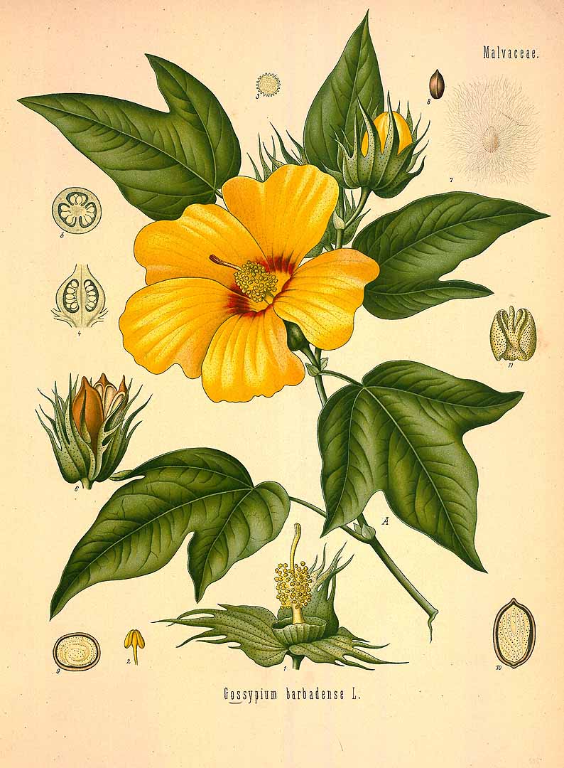 Illustration Gossypium barbadense, Par Köhler (F.E., Medizinal Pflanzen, vol. 2: t. 158, 1890), via plantillustrations 
