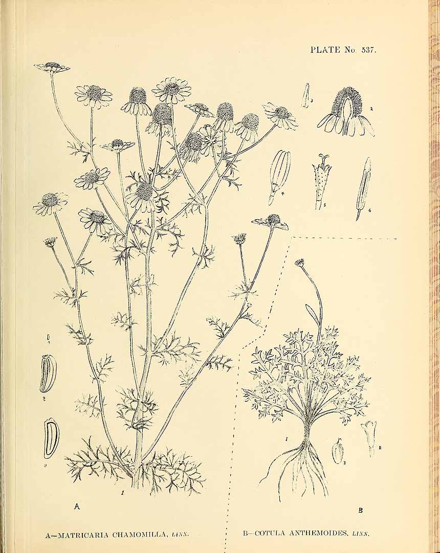Illustration Cotula anthemoides, Par Indian medicinal plants (vol. 3: t. 537, fig. B), via plantillustrations 