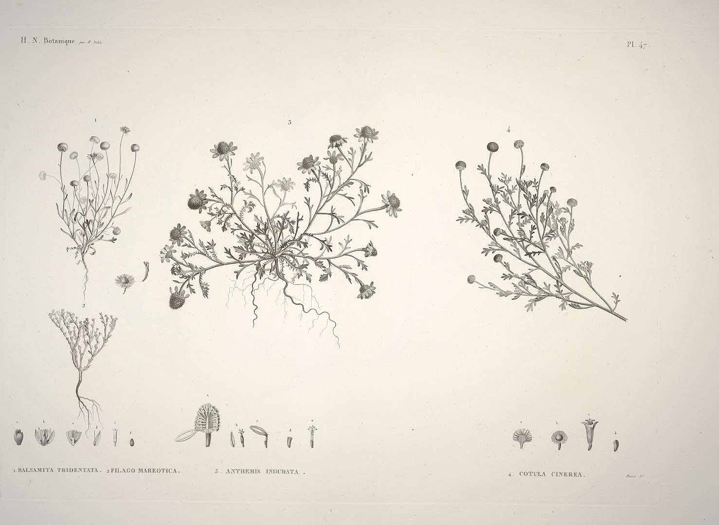 Illustration Cotula cinerea, Par Delile, A., Flore d´Égypte, Plates, t. 47 (1813) [H.J. Redouté], via plantillustrations 