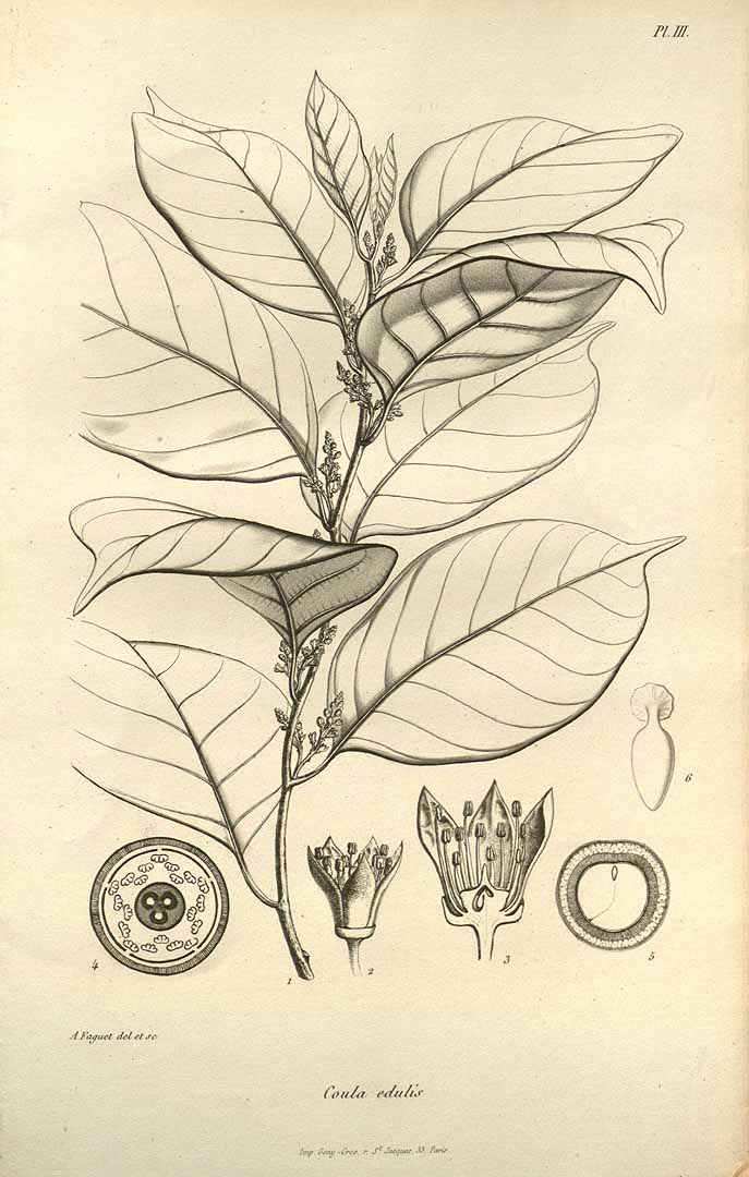 Illustration Coula edulis, Par Baillon, H.E., Adansonia (1860-1879) Adansonia vol. 3 (1862), via plantillustrations 