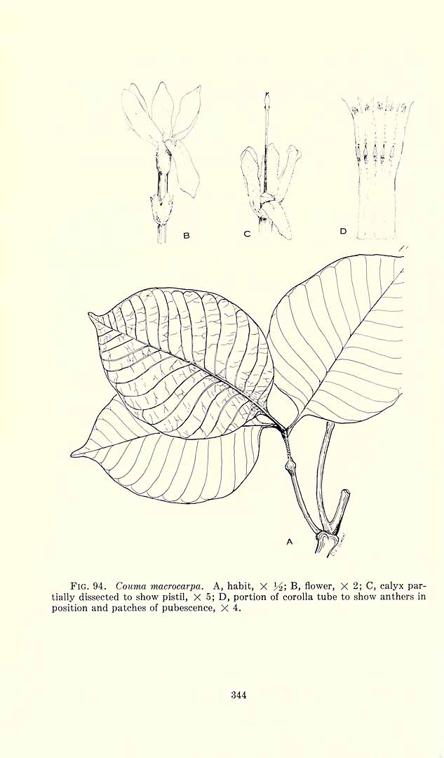 Illustration Couma macrocarpa, Par Standley, P.C., Steyermark, J.A., Flora of Guatemala [Fieldiana no. 24] (1946-1977) Fl. Guatemala vol. 8(4): , via plantillustrations 