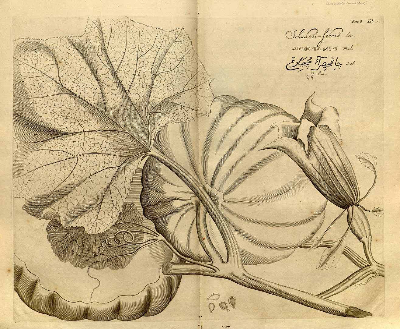 Illustration Cucurbita moschata, Par Rheede tot Drakestein (Hendrik van, Hortus Indicus Malabaricus, vol. 8: t. 2, 1688), via plantillustrations 