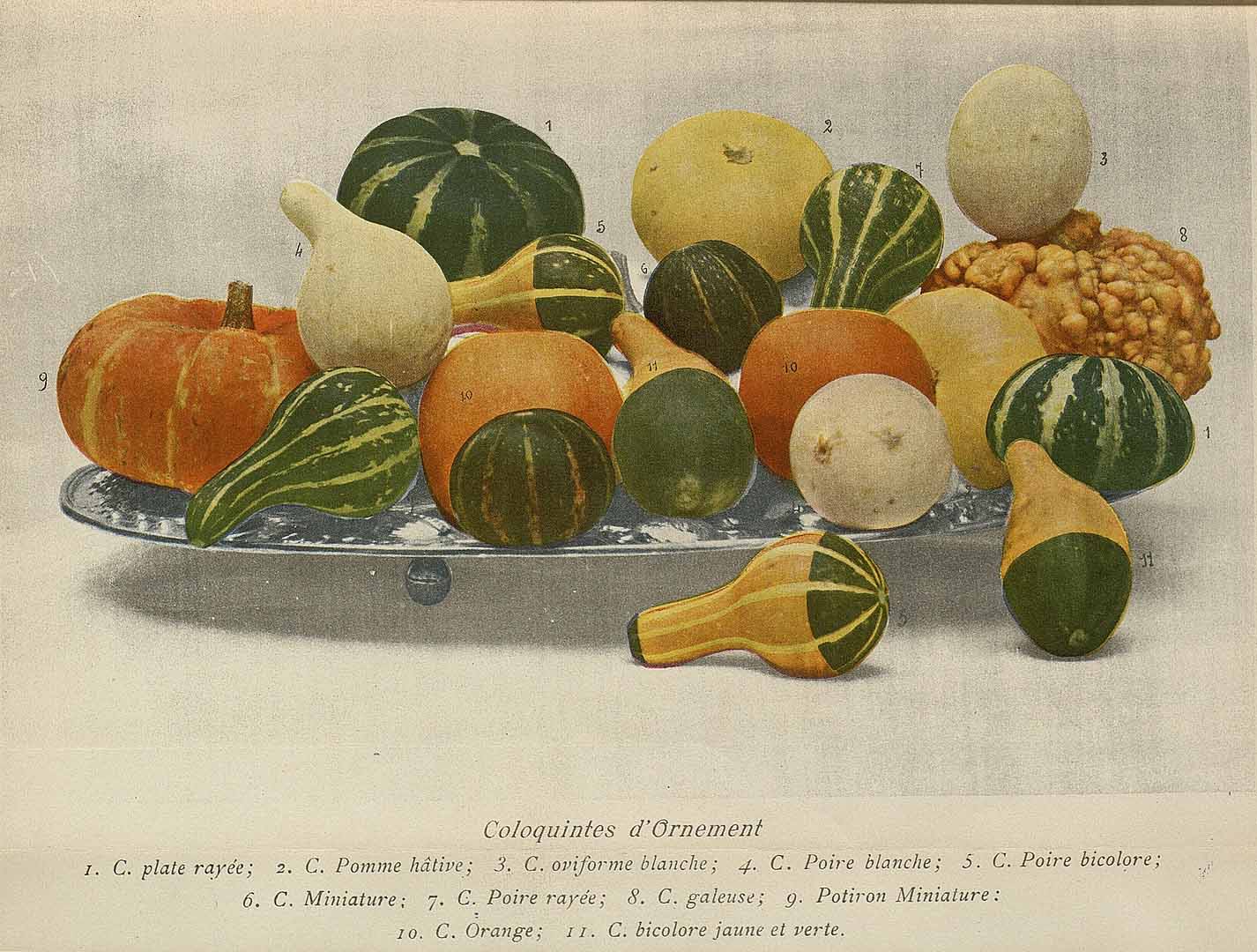 Illustration Cucurbita pepo, Par Revue horticole, sér. 4 (1852-1974) Rev. Hort. (Paris), ser. 4, via plantillustrations 
