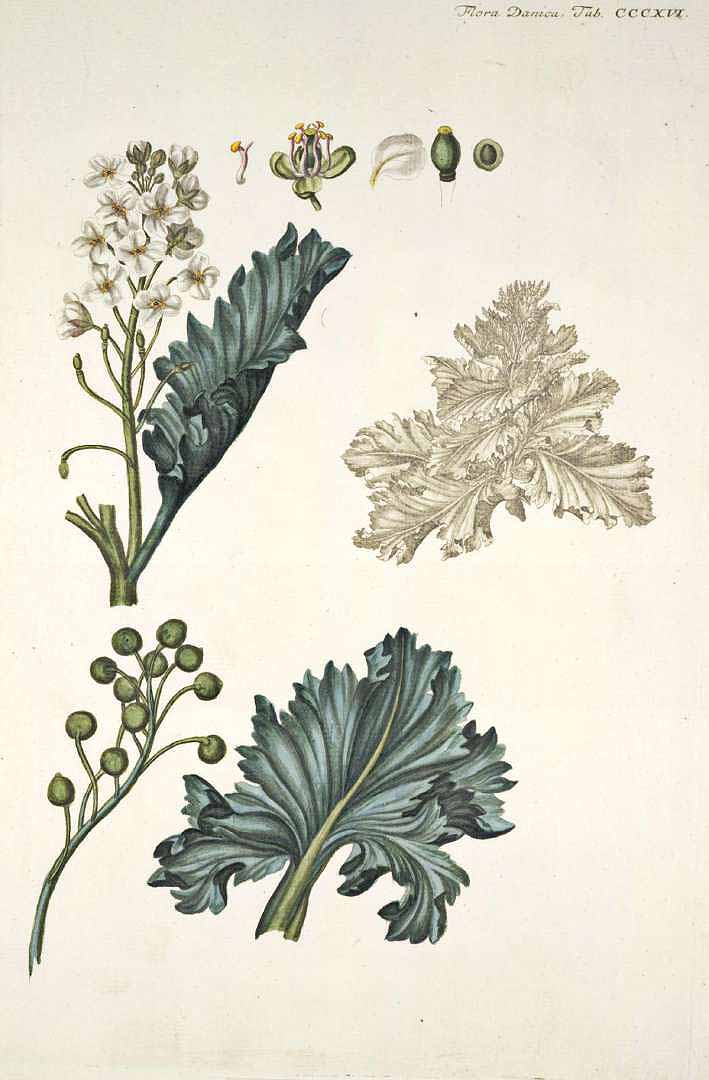 Illustration Crambe maritima, Par Oeder G.C. (Flora Danica, Hft 6, t. 316, 1761-1883), via plantillustrations 