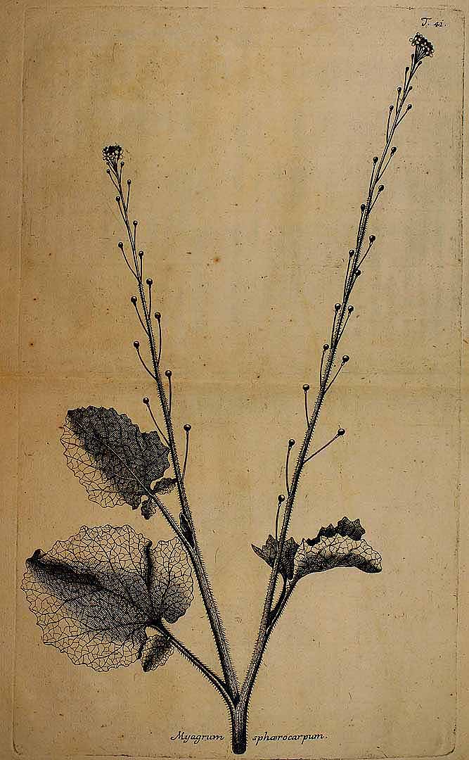 Illustration Crambe hispanica, Par Jacquin N.J.F. von (Observationum botanicarum, vol. 2: t. 41), via plantillustrations 
