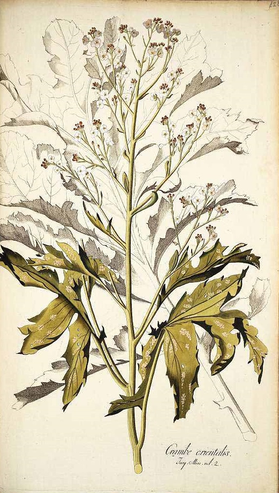 Illustration Crambe orientalis, Par Jacquin N.J. von (Icones plantarum rariorum, vol. 1: t. 128, 1781-1786), via plantillustrations 