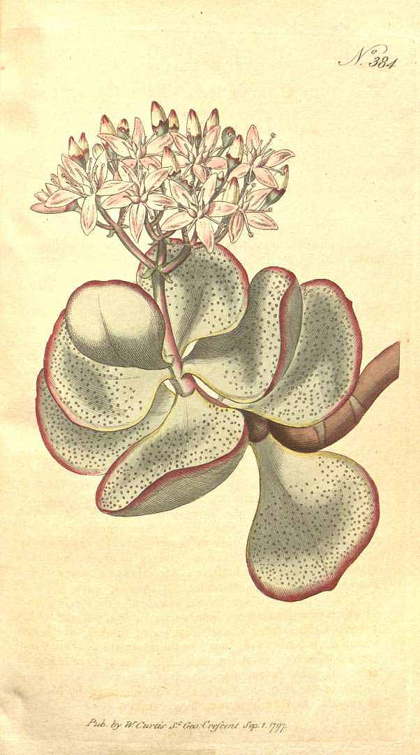 Illustration Crassula arborescens, Par Botanical Magazine (vol. 11: t. 384, 1797), via plantillustrations 