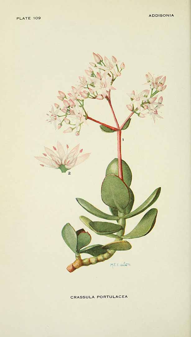 Illustration Crassula ovata, Par Addisonia (vol. 3: t. 109, 1918) [M.E. Eaton], via plantillustrations 